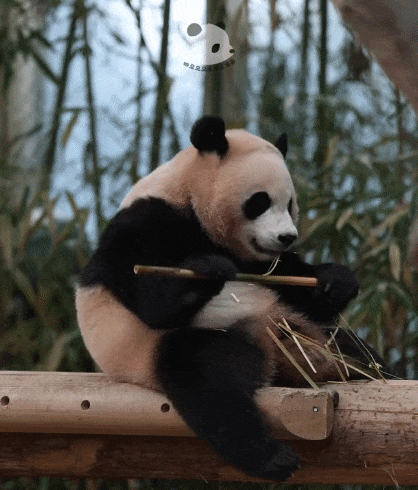 RCUpAu.gif