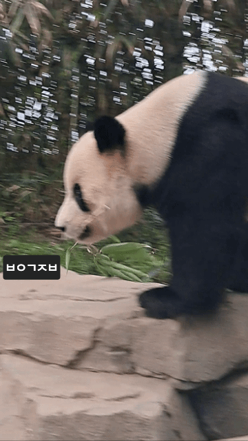 RExENS.gif