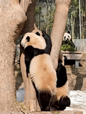 RIHLaC.gif