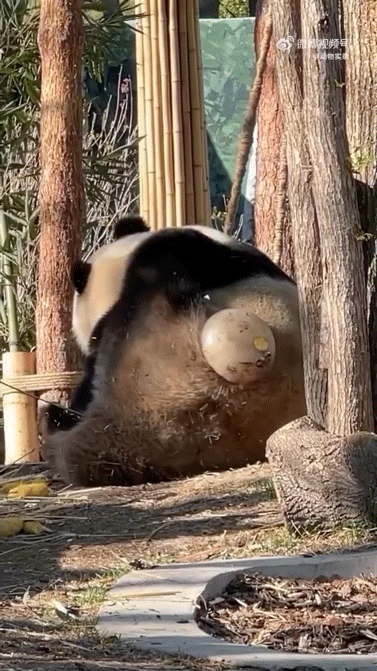 RPYbtD.gif