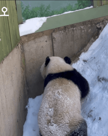 RRSJmf.gif