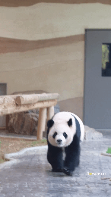 RRaxiI.gif