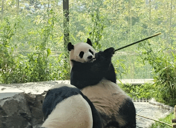 RauBnC.gif