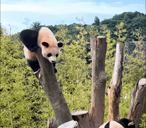 RoNzfF.gif
