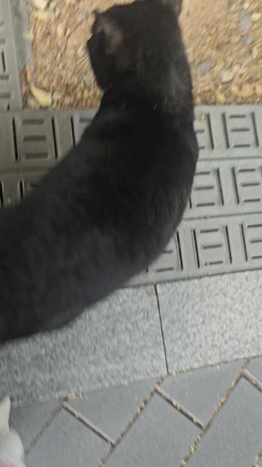 Rsdosv.gif