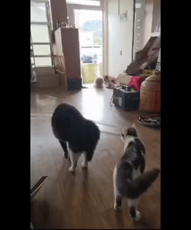 RworKP.gif