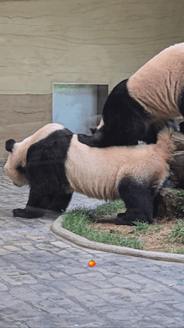 SAeIBt.gif