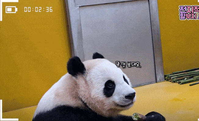 SOHKmx.gif