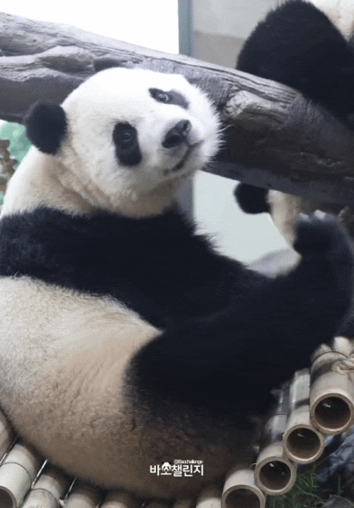 SXHLNB.gif
