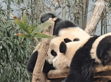SbNSMs.gif