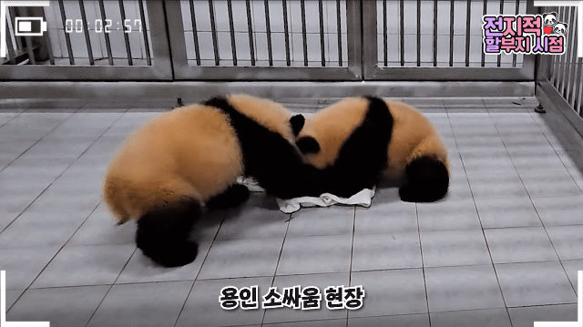SddveB.gif