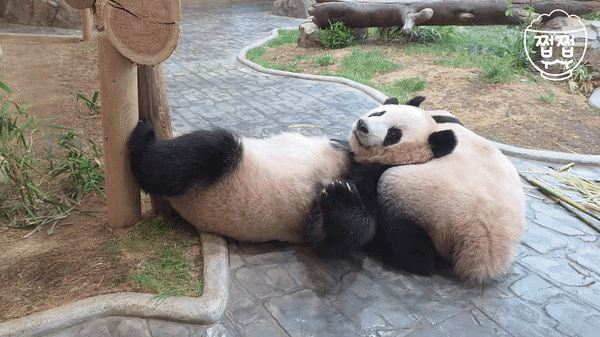 SfiepH.gif
