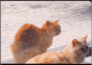 TJhPgx.gif