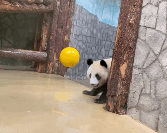 TJvwtb.gif