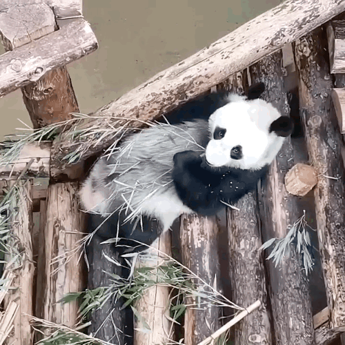 TLxZGU.gif