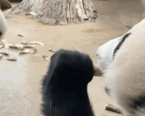 TPftQZ.gif