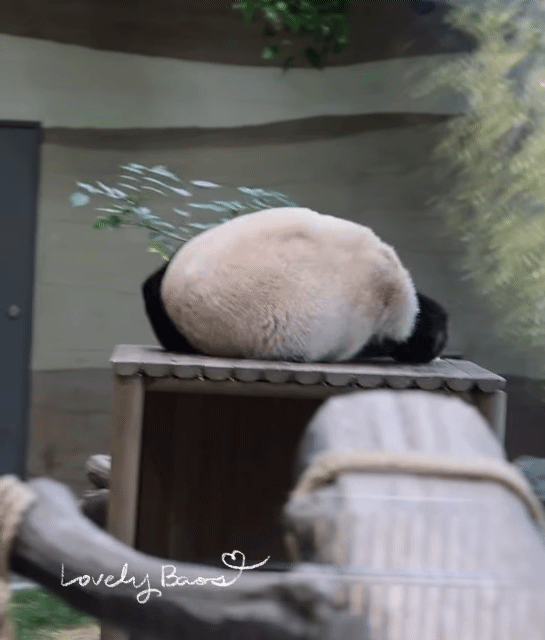 TQSsWR.gif