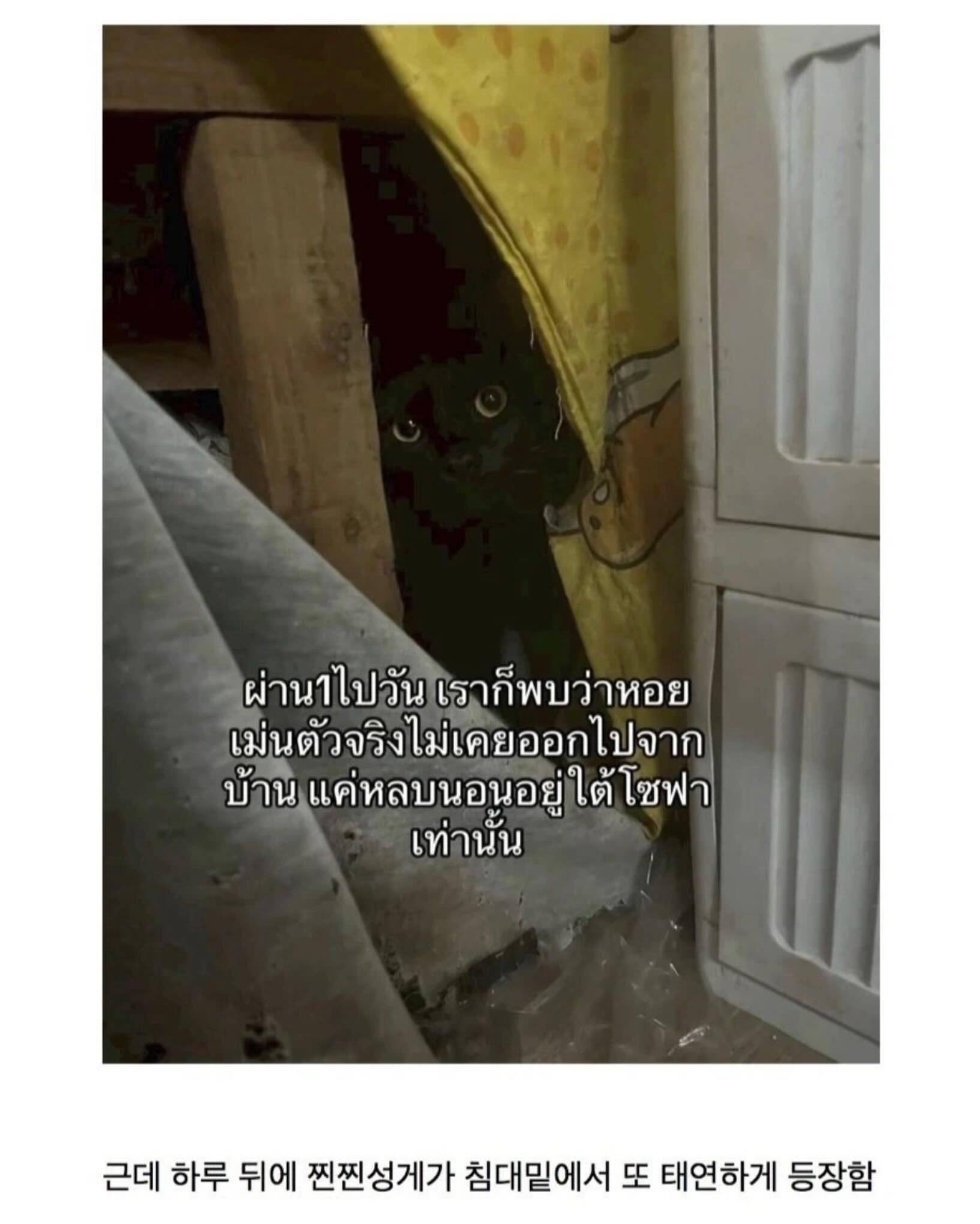 TRJRjz