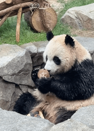 TbIgVi.gif
