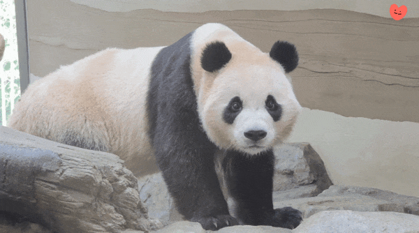 ThZSem.gif