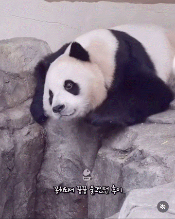 TimsIF.gif