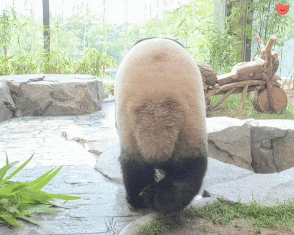 TjLYPI.gif