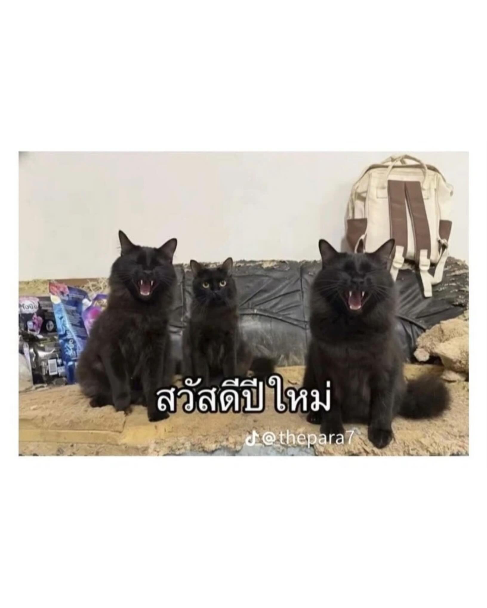 TnZpDH