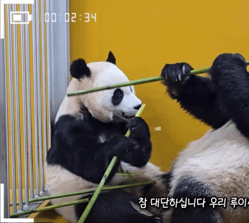 TseqtJ.gif