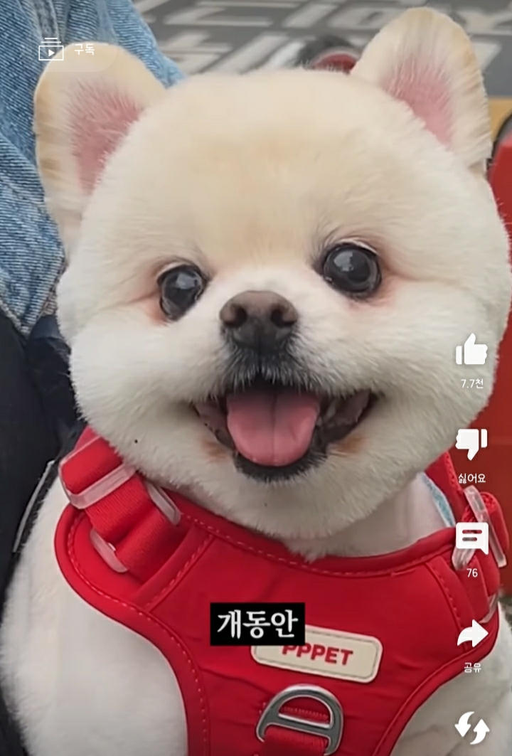 전체 게시판 - 아가리어터 댕댕보이 진짜 ㄱㅇㅇ