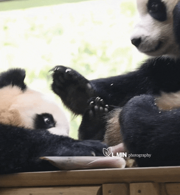 VQisuG.gif
