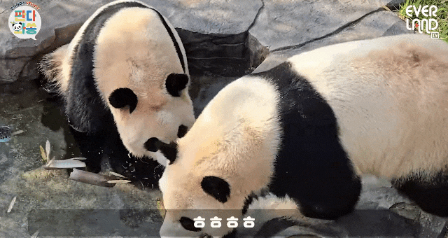 VdpNcI.gif