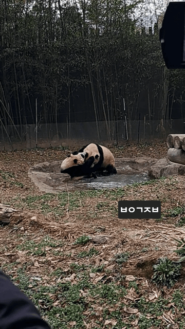 Vroxpj.gif