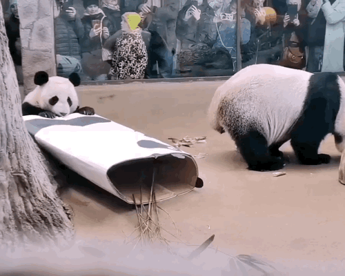 WAccEX.gif