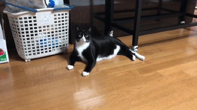 WXuhbn.gif