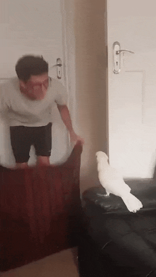 WerspD.gif