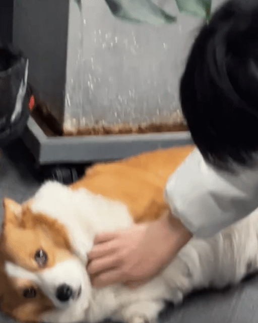 XMdwsL.gif