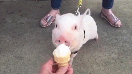 XRLLUo.gif