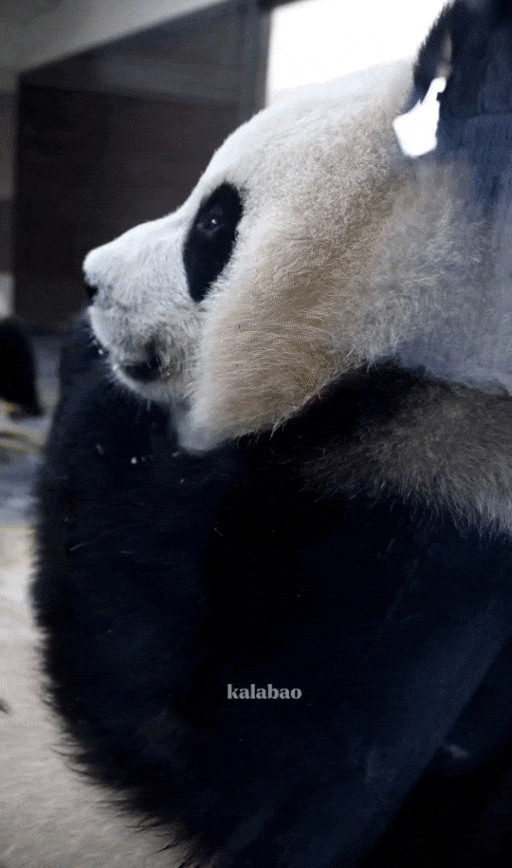 XSNojD.gif