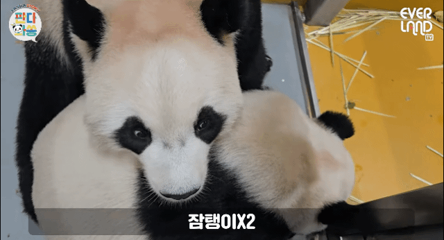 XWwPAJ.gif