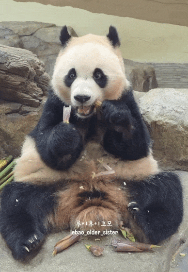 XiGSgJ.gif
