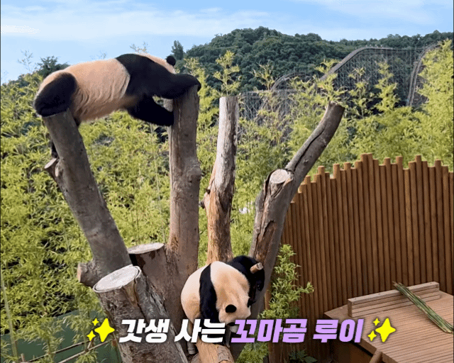 XiePjE.gif