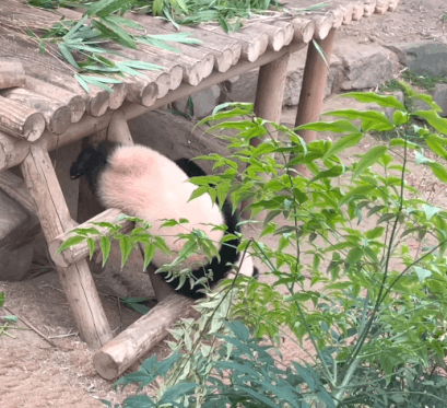XmzoLY.gif