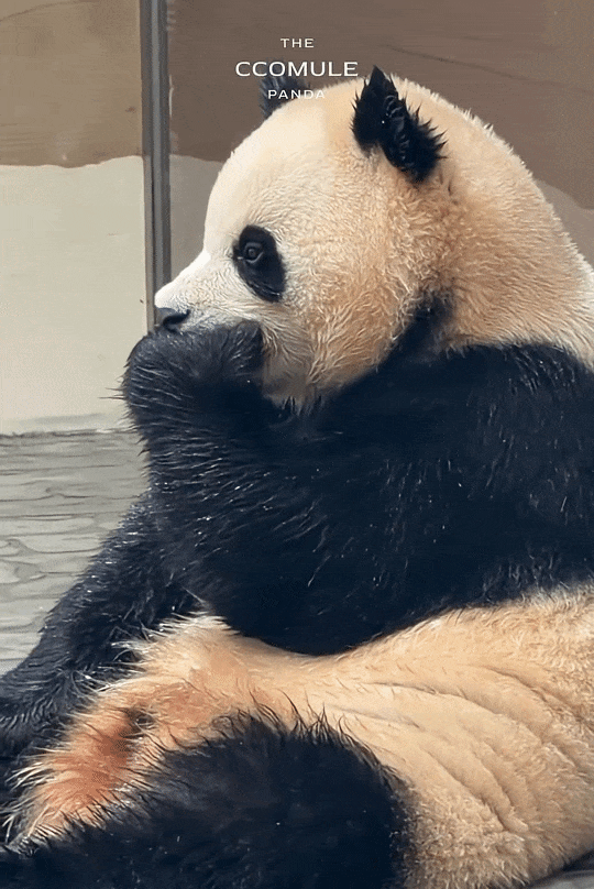 XrKSbj.gif