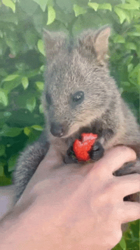 XxalqU.gif