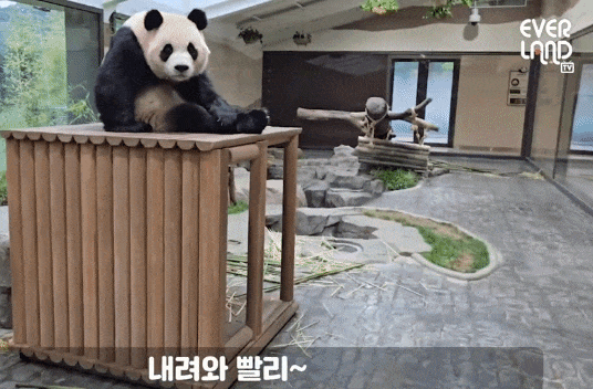 YAvqNR.gif