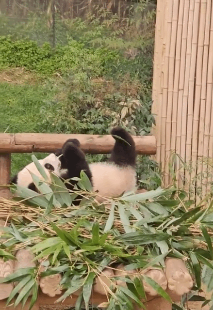 YBiOeB.gif