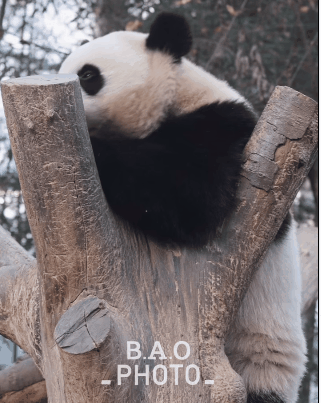 YCuoJZ.gif