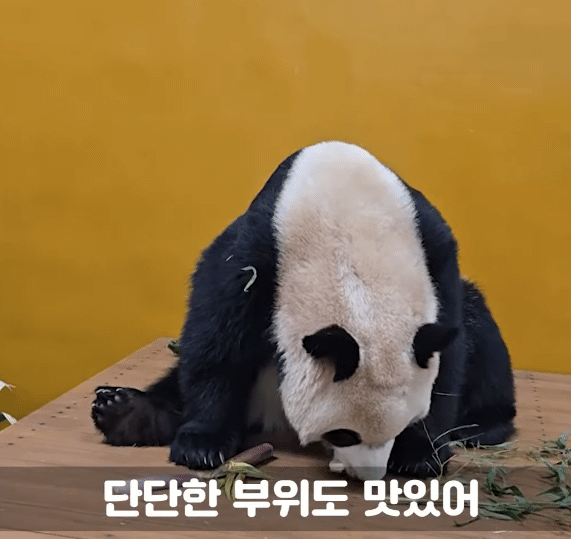 YNGWzf.gif
