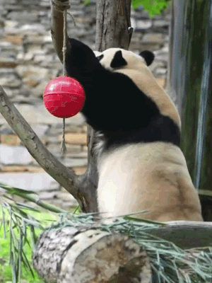 YfyFNM.gif