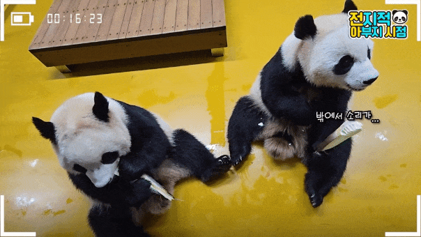 YrkeeI.gif